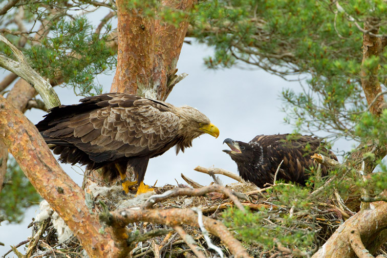 White-tailed eagle Haliaeetus albicilla, adult and chick at nest site, Beinn Eighe NNR, North-west Scotland, UK, June